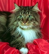 Мэйн-кун (коричневый тигровый с белым)