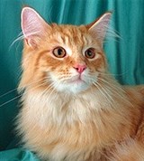 Мэйн-кун (красный тигровый)