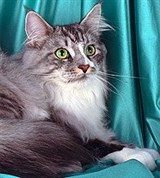 Мэйн-кун (серебристо-черный тигровый)