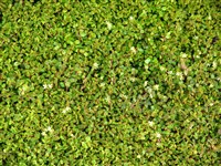 Мюленбекия пазушная, карликовая – Muehlenbeckia axillaris (Hook.f) Walp. (1)