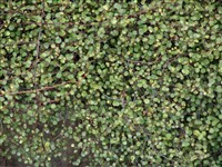 Мюленбекия сложная – Muehlenbeckia complexa (Cunn.) Meissn.