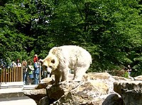 Мюнстер (зоопарк)