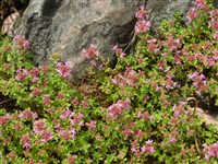 Мята Рекена, корсиканская – Mentha requienii Bent.