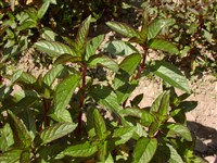 Мята водная – Mentha aquatica L.