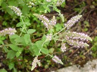 Мята душистая, яблочная – Mentha suaveolens Ehrh.