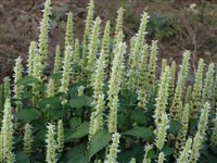 Мята колосовидная, курчавая, зеленая – Mentha spicata L.