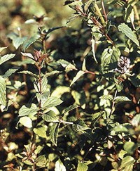 Мята перечная