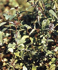 Мята перечная [кулинария]