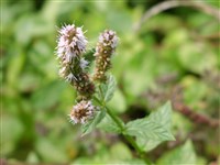 Мята перечная – Mentha x piperita L.