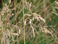 Мятлик Шэ – Poa chaixii Vill.