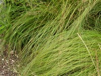 Мятлик лесной, дубравный, боровой – Poa nemorales L.