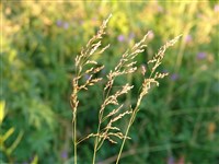 Мятлик луговой – Poa pratensis L.