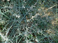 Мятлик сизый – Poa glauca Vahl.