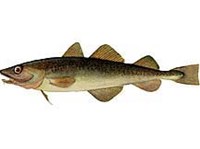 НАВАГА (рисунок)