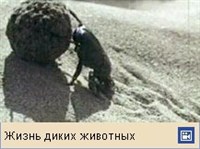 НАВОЗНИКИ (видео)