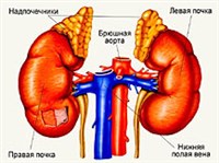 НАДПОЧЕЧНИКИ (схема)