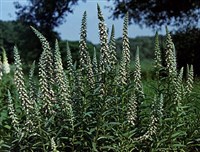 НАПЕРСТЯНКА