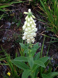 НАПЕРСТЯНКА (Наперстянка желтая)