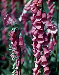 НАПЕРСТЯНКА (пурпурная крупноцветковая)