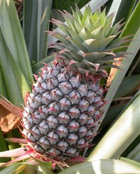 НАСТОЯЩИЙ АНАНАС (Ananas comosus)
