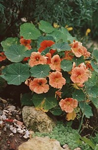 НАСТУРЦИЯ (на альпийской горке)