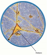 НЕЙРОФИЗИОЛОГИЯ (нервная ткань)