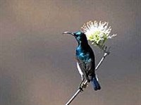 НЕКТАРНИЦЫ (Nectarinia talatala)