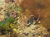 НЕМЕРТИНЫ (Немертина вида Tubulanus annulatus)