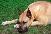 НЕМЕЦКИЙ ДОГ