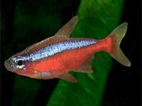 НЕОН КРАСНЫЙ