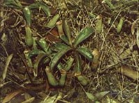 НЕПЕНТЕС (заросли)