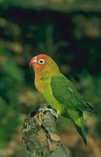 НЕРАЗЛУЧНИКИ (розовощекий)