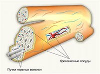 НЕРВЫ (строение, схема)