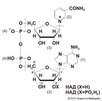 НИКОТИНАМИДАДЕНИНДИНУКЛЕОТИДФОСФАТ (НАДФ)