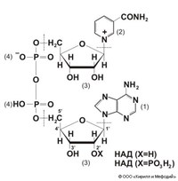 НИКОТИНАМИДАДЕНИНДИНУКЛЕОТИД (НАД)