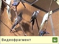 НИМФЫ (видео)