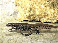 НИТЕНОСНЫЙ ТРИТОН (самец)