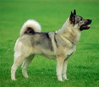 НОРВЕЖСКИЙ ЭЛКХАУНД