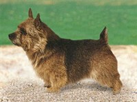 НОРВИЧ-ТЕРЬЕР