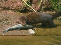 НОРКА (американская)