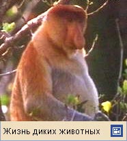 НОСАЧ (видеофрагмент)