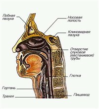 НОСОВАЯ ПОЛОСТЬ