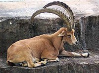 НУБИЙСКИЙ ГОРНЫЙ КОЗЕЛ (Capra ibex nubiana)
