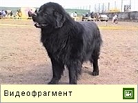 НЬЮФАУНДЛЕНД (видео)