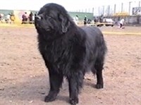 НЬЮФАУНДЛЕНД (порода собак)