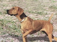 Наваррская легавая