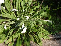 Наголоватка крылатая – Jurinea alata (Desf.) Cfss.