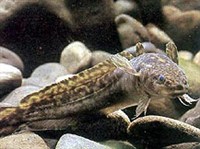 Налим (Обыкновенный налим)