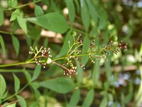 Нандина домашняя – Nandina domestica Thunb. (1)
