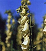 Наперстянка (ржавая крупноцветковая)